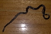 Roberta Rat Snake