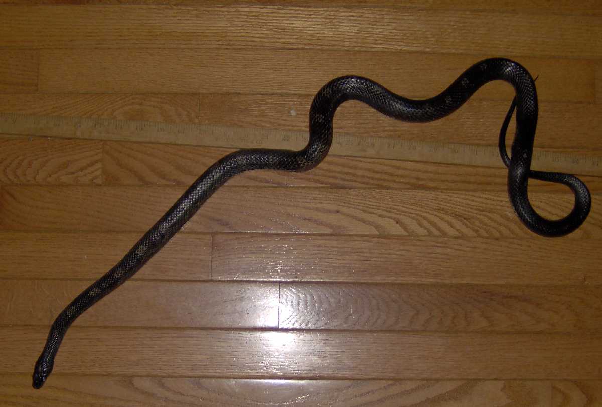 Roberta Rat Snake