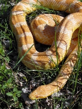 Yo In The Grass