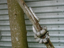 Firebelly x Pastel Boa 1...