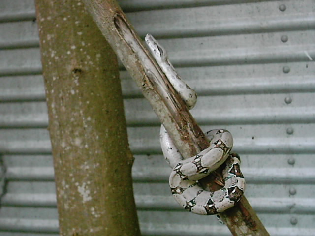 Firebelly x Pastel Boa 1...