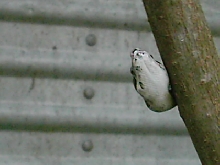 Peekaboo...