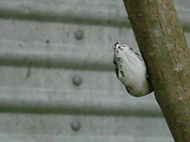Peekaboo...