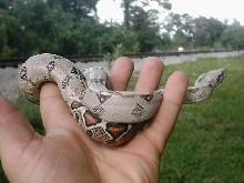 Firebelly x Pastel boa 2...