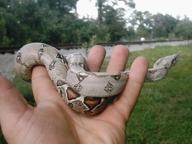 Firebelly x Pastel boa 2...