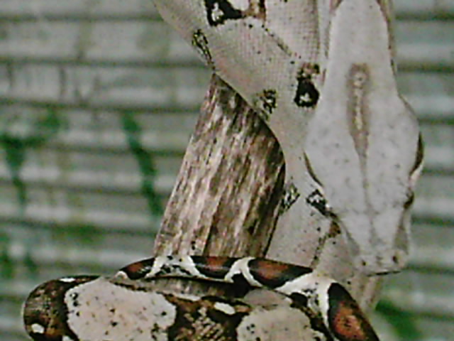 Firebelly x Pastel boa 5...