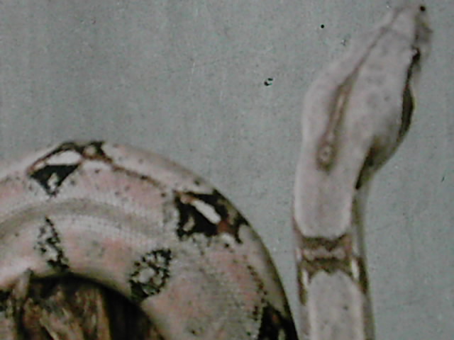 Firebelly x Pastel Boa 6...