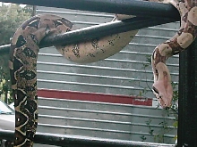 Hangin' out 2...