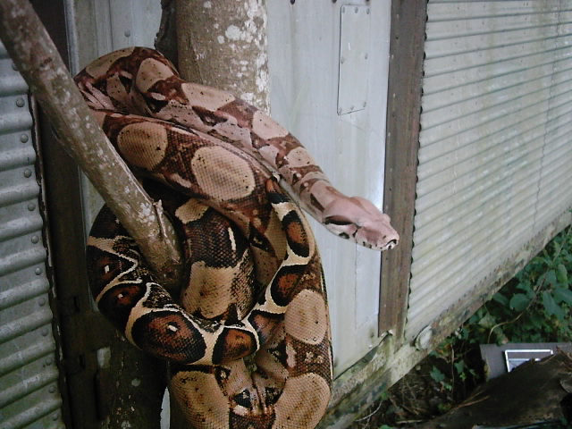 Mav in a tree...