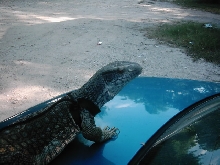 Ozzy on the car...