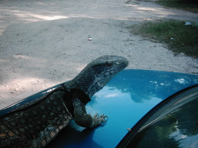 Ozzy on the car...