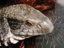 Ozzy head shot...