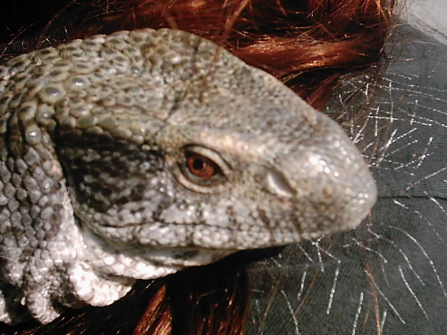 Ozzy head shot...