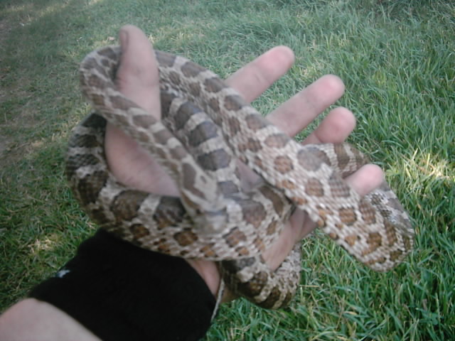 My Emori's 2...
