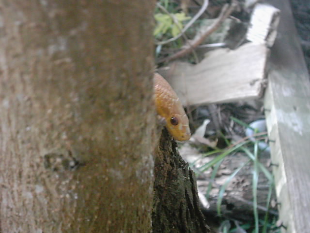 Peek-a-Pooh...