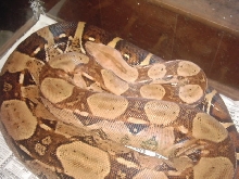 Mav:shed and fed 3...