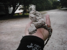 lil betty boa ....