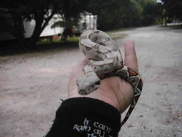 lil betty boa ....