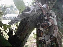 Pastel Firebelly baby...