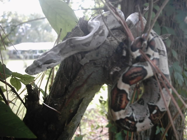Pastel Firebelly baby...