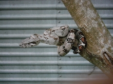 lil betty boa on a tree...