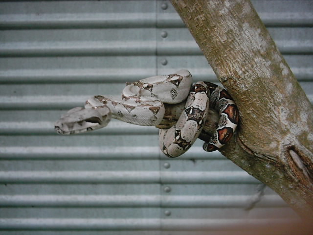 lil betty boa on a tree...