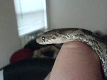 Head shot