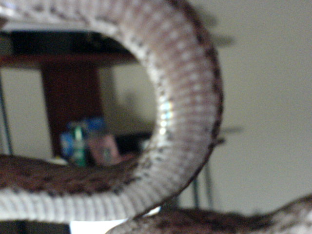 Belly Shot