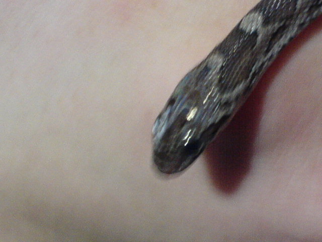 Head Shot 2