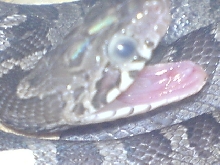 Yawning