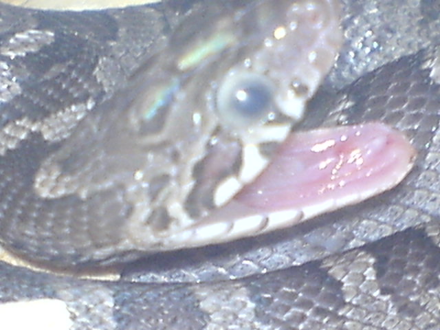 Yawning