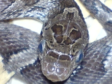 Nice Head shot