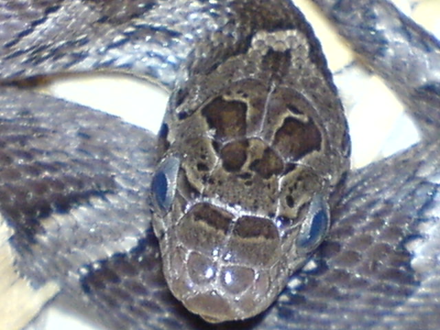 Nice Head shot