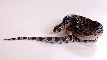 Northern Pine Snake