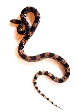Northern Pine Snake
