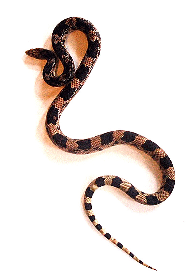 Northern Pine Snake