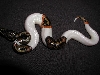 my female pied