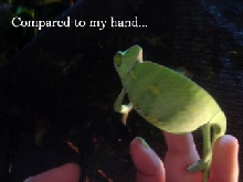 Slick Vs. Hand