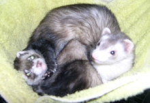 Ball of fuzzies
