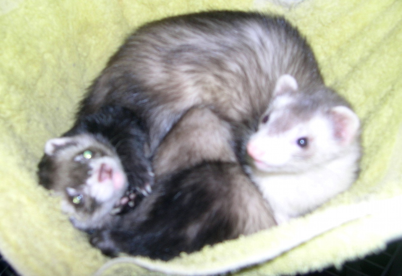 Ball of fuzzies