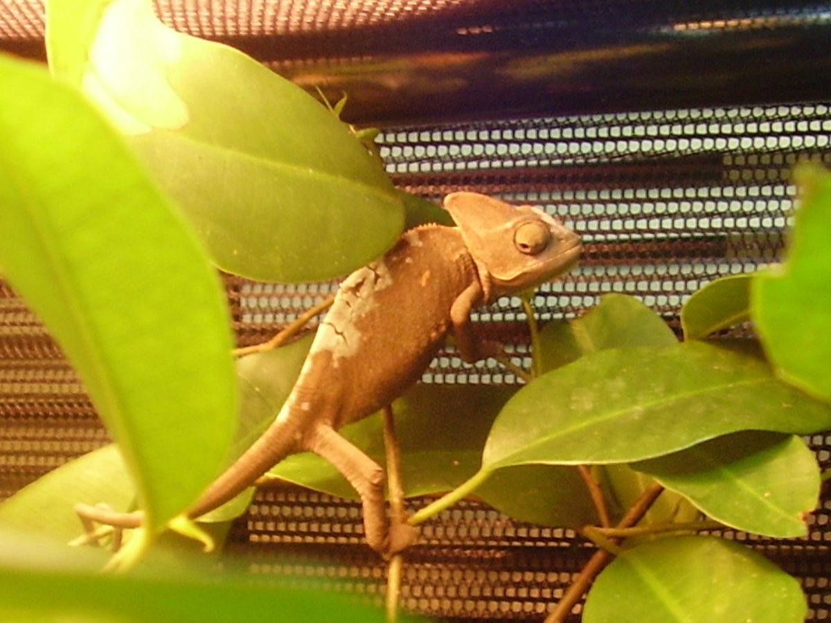 Second shed