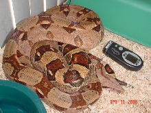 03 0.1 Hypo Sib.