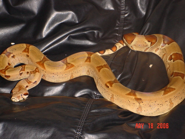 hypo