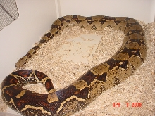 0.1 BCI