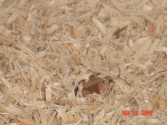 Can U See Me?