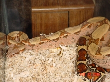 04 0.1 Pink Pastel Boa