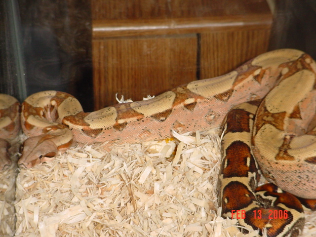 04 0.1 Pink Pastel Boa