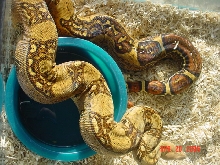 0.1 ABB poss. Het. Albino