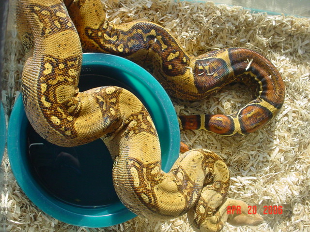 0.1 ABB poss. Het. Albino
