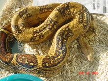 03' 0.1 ABB poss. Het. Albino